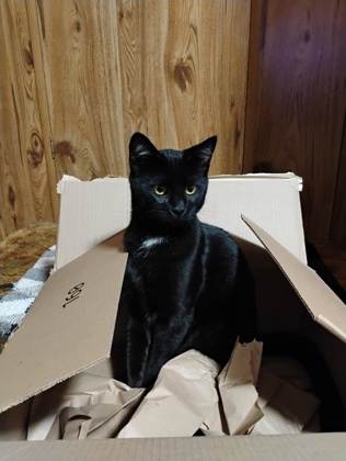 View Raven the Cat Photo #2