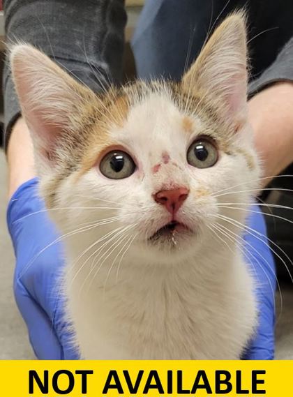 Help Rehome This Cat Banshee