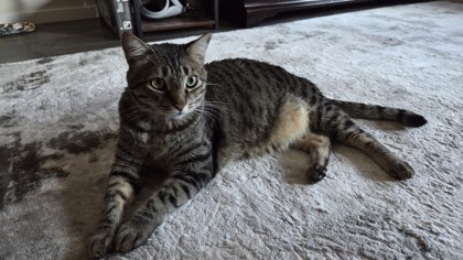 View Elminster the Cat Photo #3