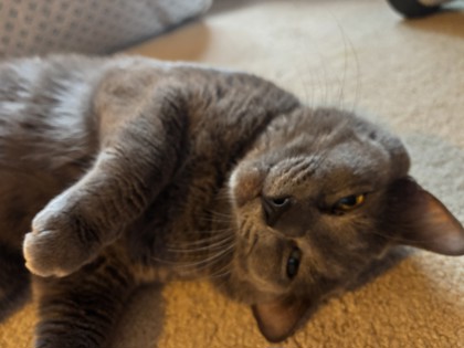 View This Cat Photo #3