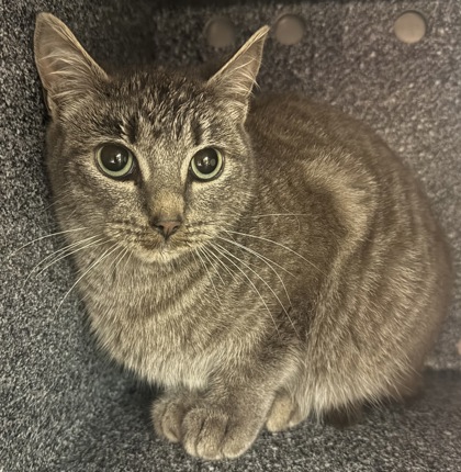 View Tonic the Cat Photo #2