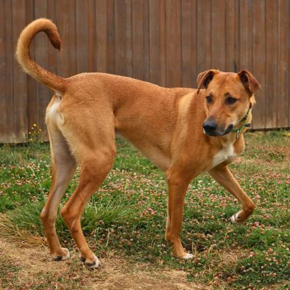View Lupin the Dog Photo #2
