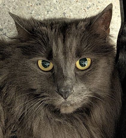 View Natasha the Cat Photo #2