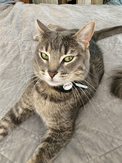 Have You Seen Smokey? Smokey