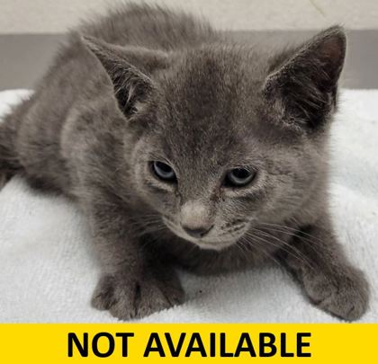 Help Rehome This Cat Lime