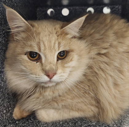 View Thai Tea the Cat Photo #2