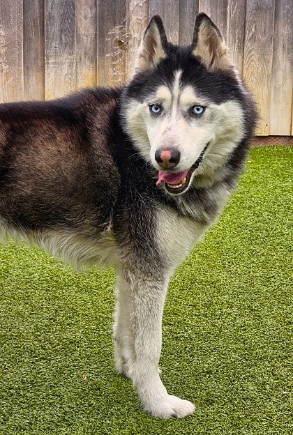View Nanook the Dog Photo #3