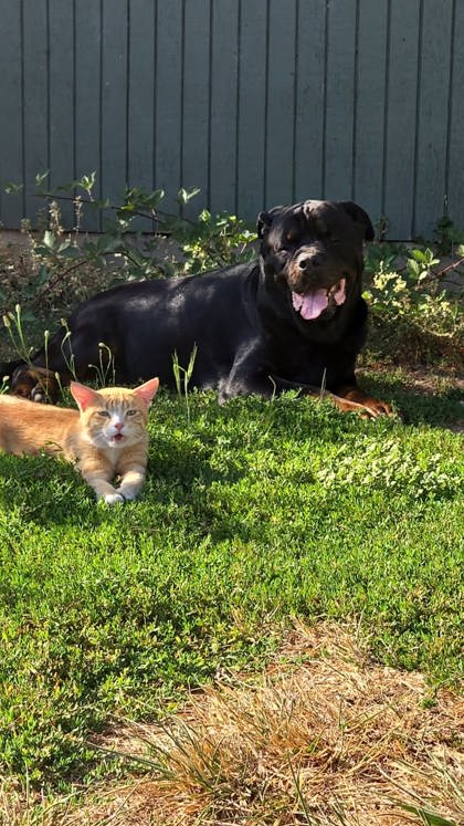 View Oj the Cat Photo #2