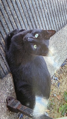 View This Cat Photo #2