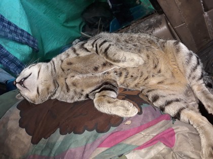 View Apollo the Cat Photo #2