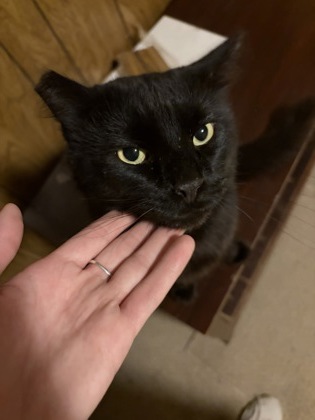 Have You Seen Wakanda / Kiki? Wakanda / Kiki