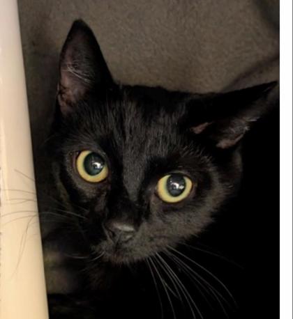 Photo of Wizard