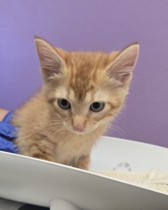 Photo of Bagel