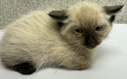 EP Kitten 4