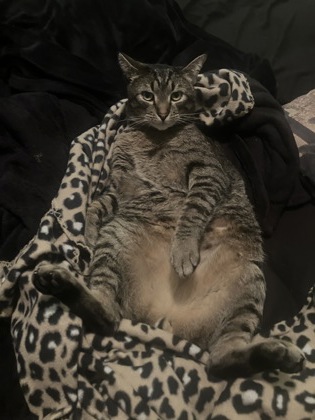 View King Kitty the Cat Photo #2