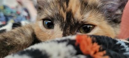 View Minette the Cat Photo #2