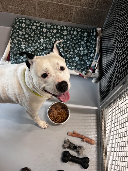 View Exodius the Dog Photo #2