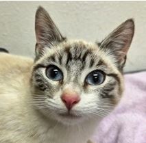 Photo of Stingray