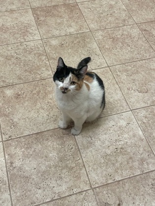 View Callie the Cat Photo #3