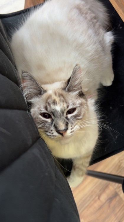 View Kona the Cat Photo #2