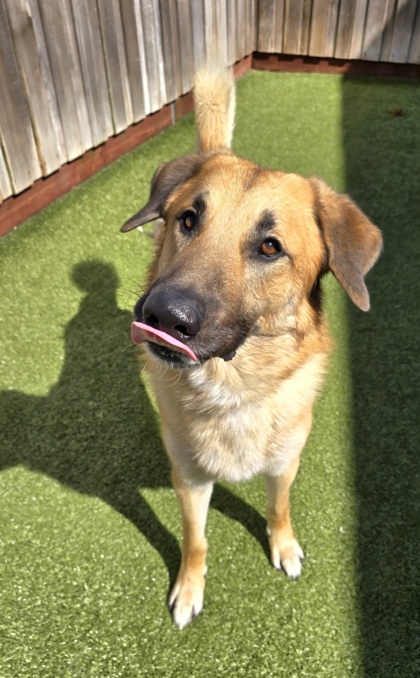 View Crosby the Dog Photo #3