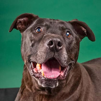 Photo of Drako