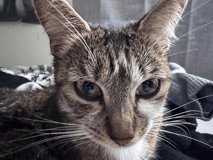 View This Cat Photo #3
