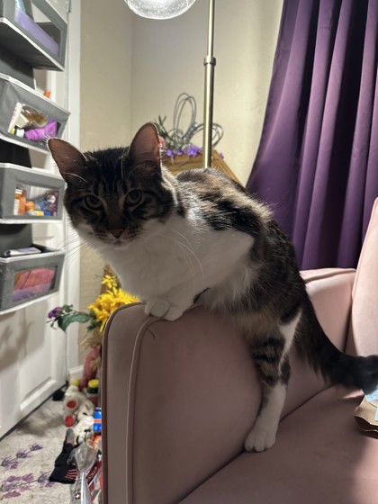 View Tiger Lily the Cat Photo #3