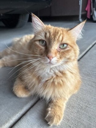 Louie