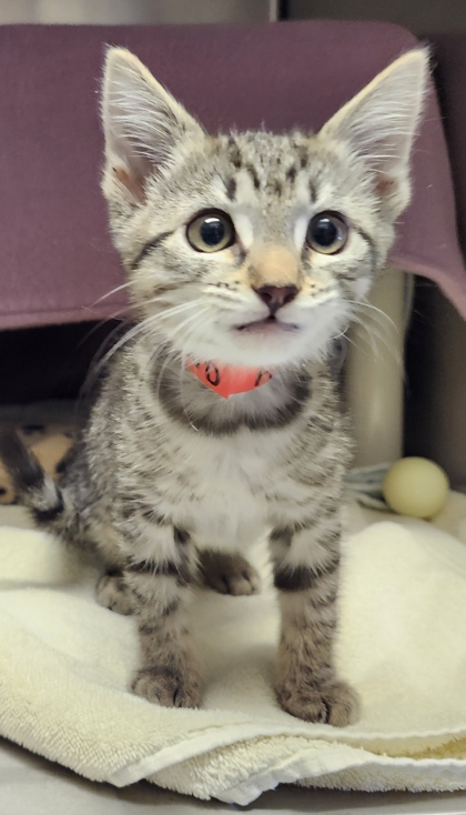 View Almond the Cat Photo #2