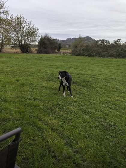View This Dog Photo #2