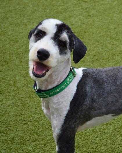 View Farley the Dog Photo #2