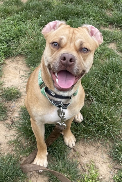View Veggie the Dog Photo #3