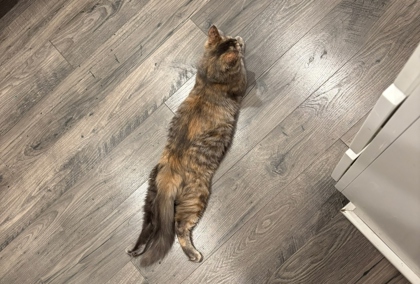 View Tilly the Cat Photo #2