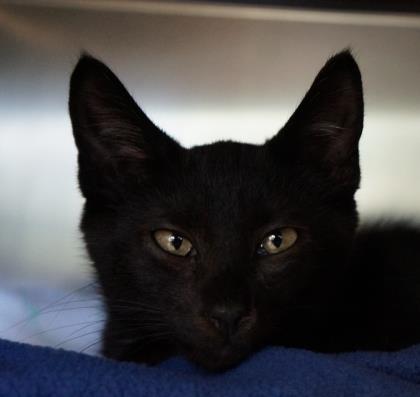 View Thomas Riddle the Cat Photo #3