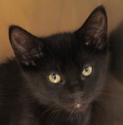 View Raven the Cat Photo #3
