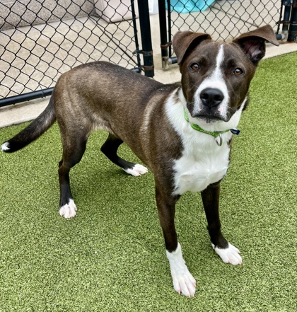 View Dozer the Dog Photo #3