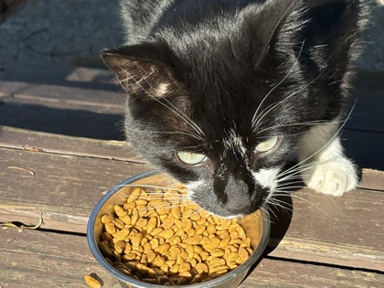 View This Cat Photo #2
