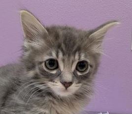 Capt. Kirk - Cat