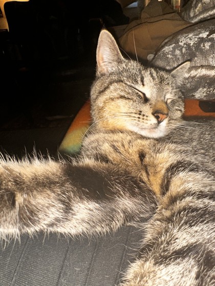 View Freyja the Cat Photo #3