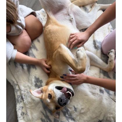 View Knack the Dog Photo #2