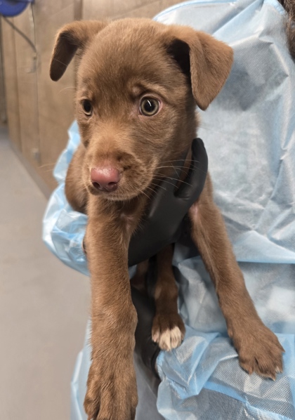 View Birdie the Dog Photo #2