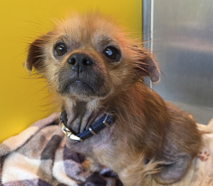 View Foster the Dog Photo #3