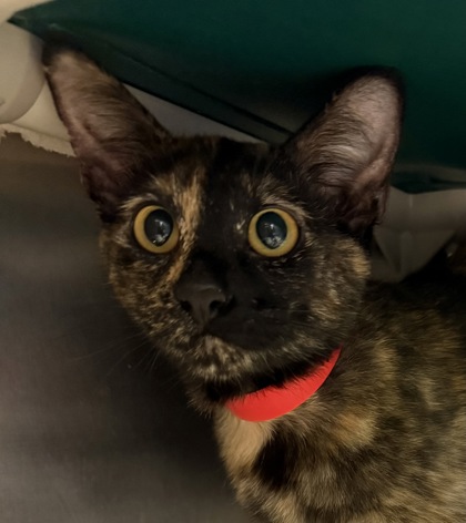Photo of Suki