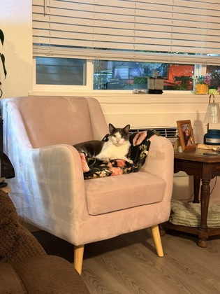 View Romeo the Cat Photo #2
