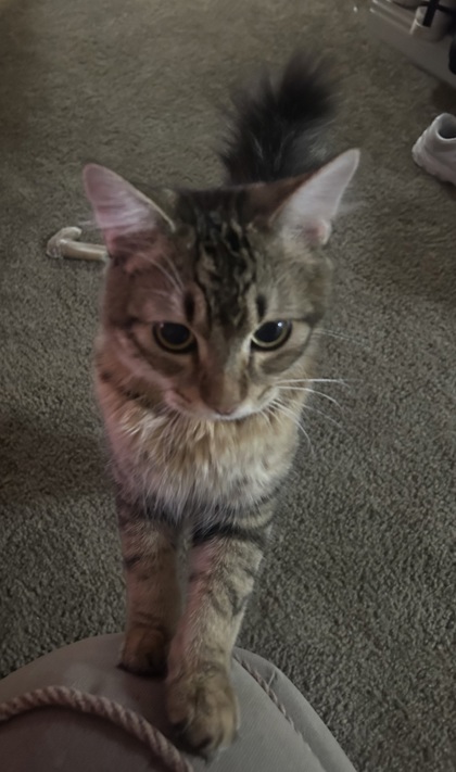 View Armin the Cat Photo #3
