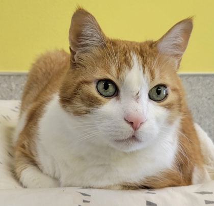 Photo of Gordy