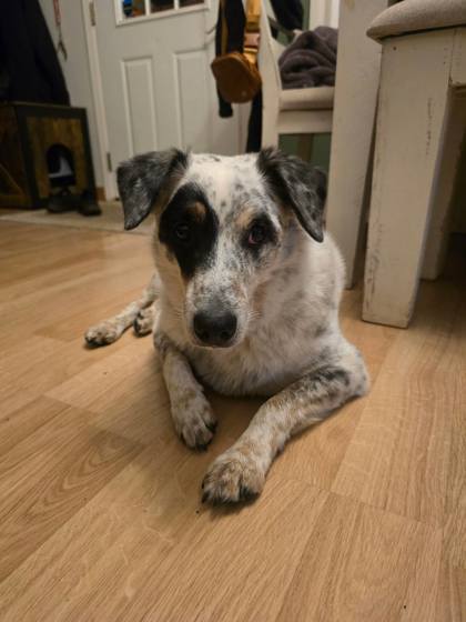 View Blue the Dog Photo #3
