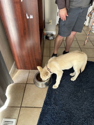 View This Dog Photo #2