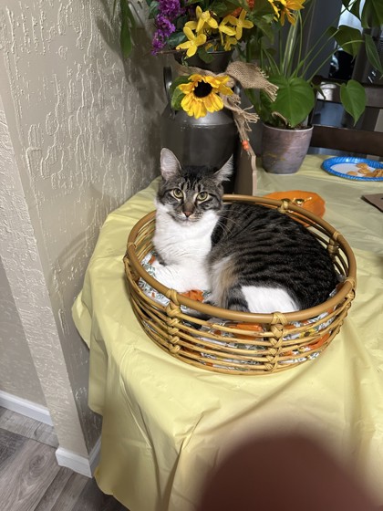 Tiger Lily